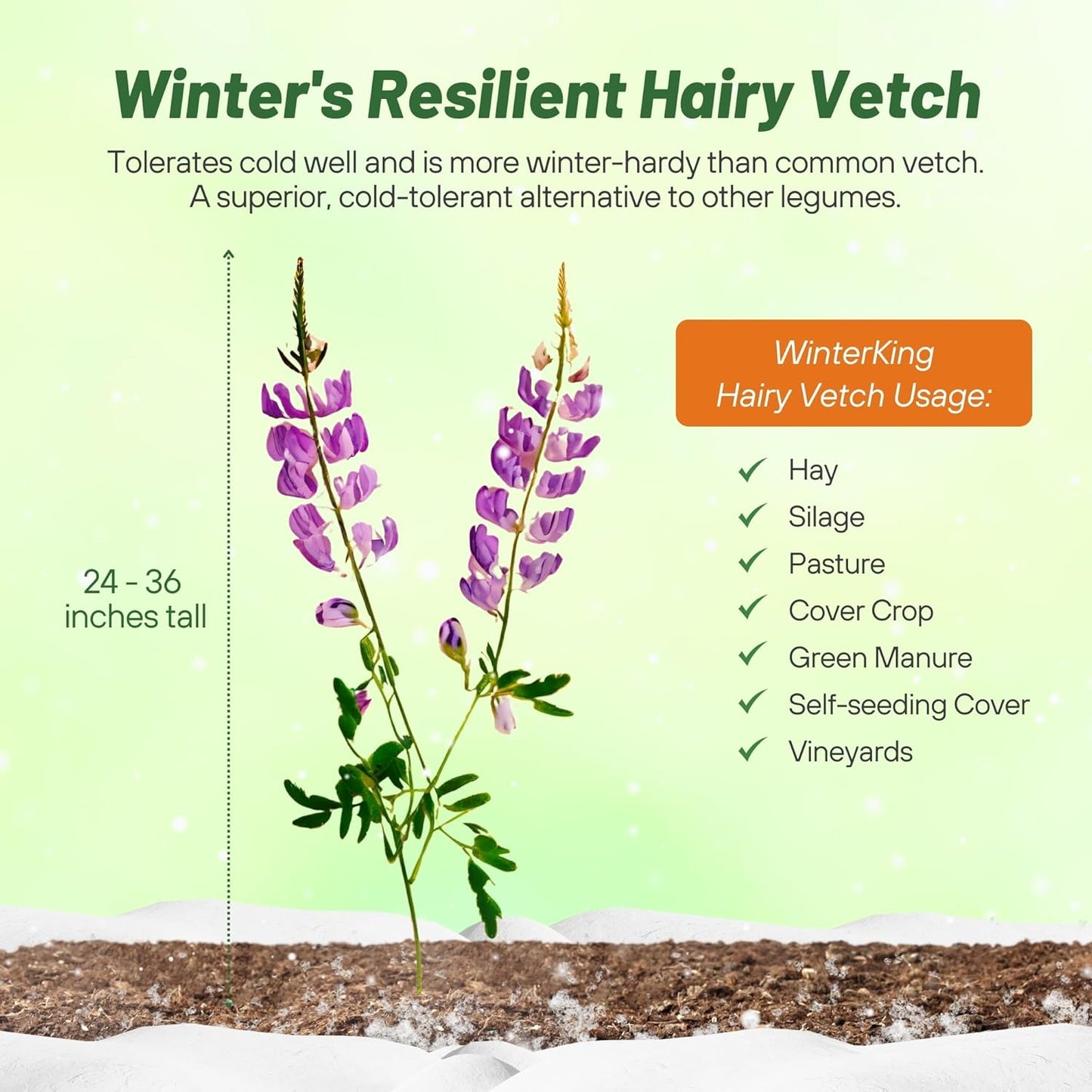 Outsidepride Hairy Vetch Cover Crop Seeds - 1 Lb Cold Tolerant, Winter Hardy - Ideal for Soil Improvement, Green Pasture, Hay & Livestock Forage - Pollinator Friendly Garden Seeds, Ground Cover