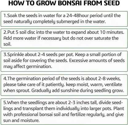 4 Bonsai Tree Seeds with Complete Growing Kit & Wooden Planter Box, Indoor Bonsai Tree Starter Kit, Great Potted Plants DIY Gift for Adults