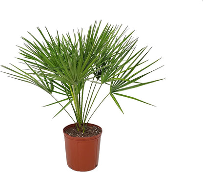 European Fan Palm - Tropical Plants of Florida - Live Palm Tree Plant - Overall Height 30" to 36" (Plant Only)