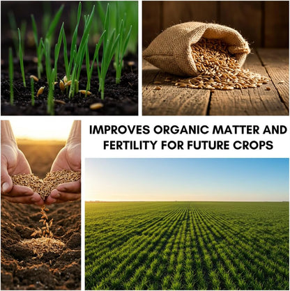 Rye Grain Seeds – 15 lbs – Open-Pollinated Cover Crop and Forage Mix for Soil Improvement, Erosion Control, and Deer Food Plots