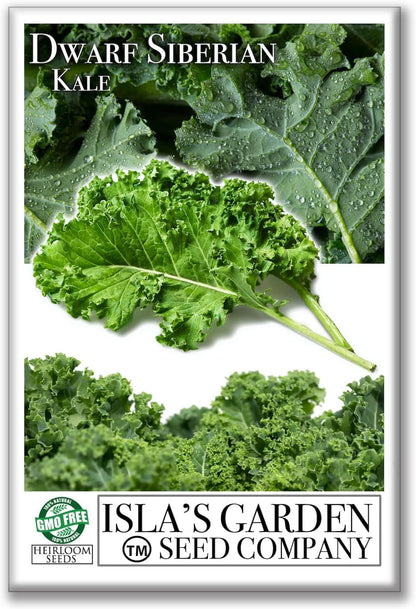 Dwarf Siberian Kale Seeds (Brassica oleracea) – 500+ Non-GMO & Heirloom Seeds for Planting, Cold-Hardy Leafy Green with Tender, Flavorful Leaves, by Isla’s Garden Seeds, Gift Idea
