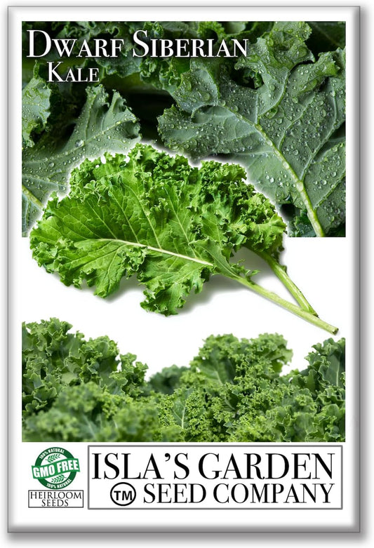 Dwarf Siberian Kale Seeds (Brassica oleracea) – 500+ Non-GMO & Heirloom Seeds for Planting, Cold-Hardy Leafy Green with Tender, Flavorful Leaves, by Isla’s Garden Seeds, Gift Idea
