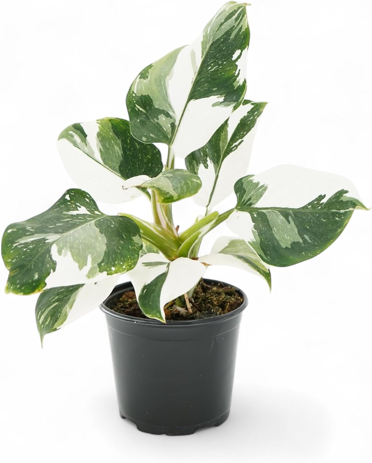 Rare White Princess Philodendron - Live Plants: Indoor Plants, Elegant White Princess Plant, Plants Live Houseplants, Rare Live Plants Indoor