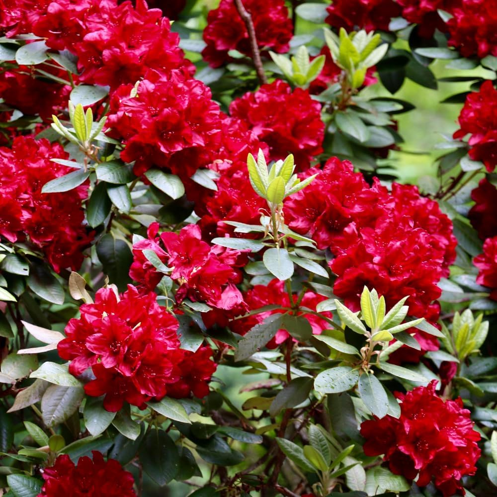 Rhododendrons Plant Live, Red Rhododendron Shrub, Large Flowering Tree 1 Gallon Potted for Gardening