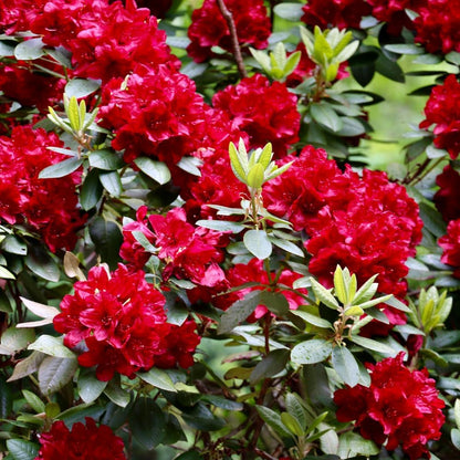 Rhododendrons Plant Live, Red Rhododendron Shrub, Large Flowering Tree 1 Gallon Potted for Gardening