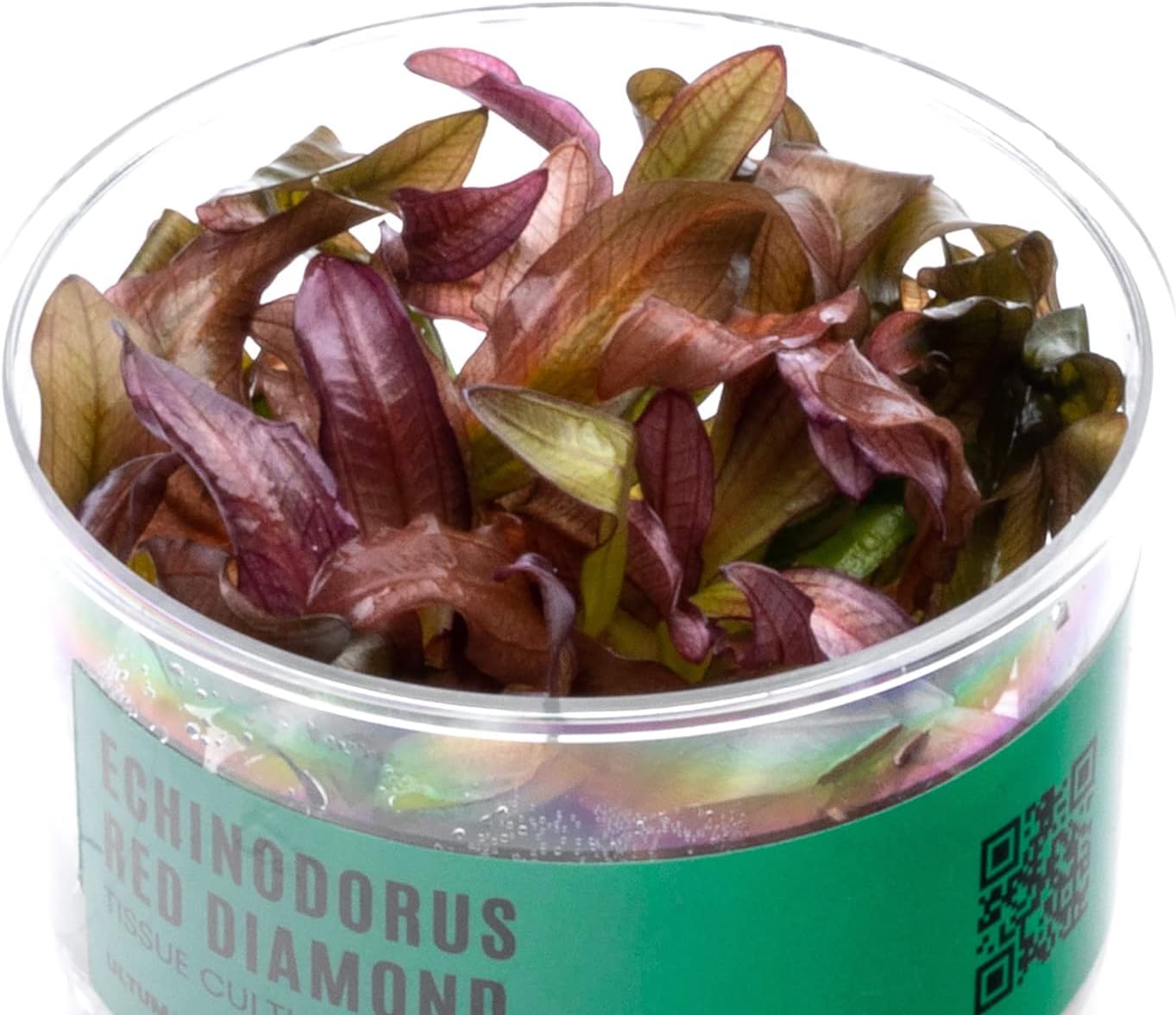 Ultum Nature Systems Echinodorus Red Diamond Tissue Culture Live Plant for Aquarium, Aquascape, Freshwater Fish Tanks - 100% Snail Free in Vitro