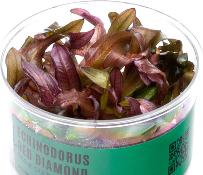 Ultum Nature Systems Echinodorus Red Diamond Tissue Culture Live Plant for Aquarium, Aquascape, Freshwater Fish Tanks - 100% Snail Free in Vitro