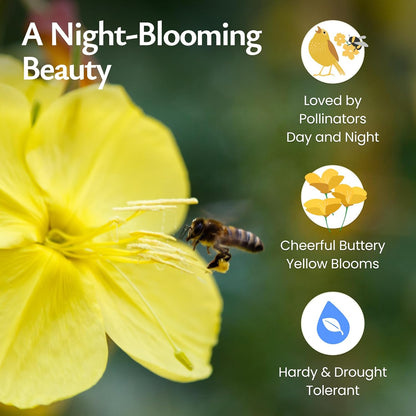 Created By Nature Evening Primrose Seeds, 44,000 Yellow Wildflower Seeds