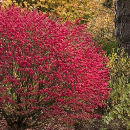 Burning Bush Shrub, Dwarf Burning Bush Live Plant in 4 Inch Pot, Red Shrub No Shipping to N.Y. CA, or MA, ME, VT, NH, NY