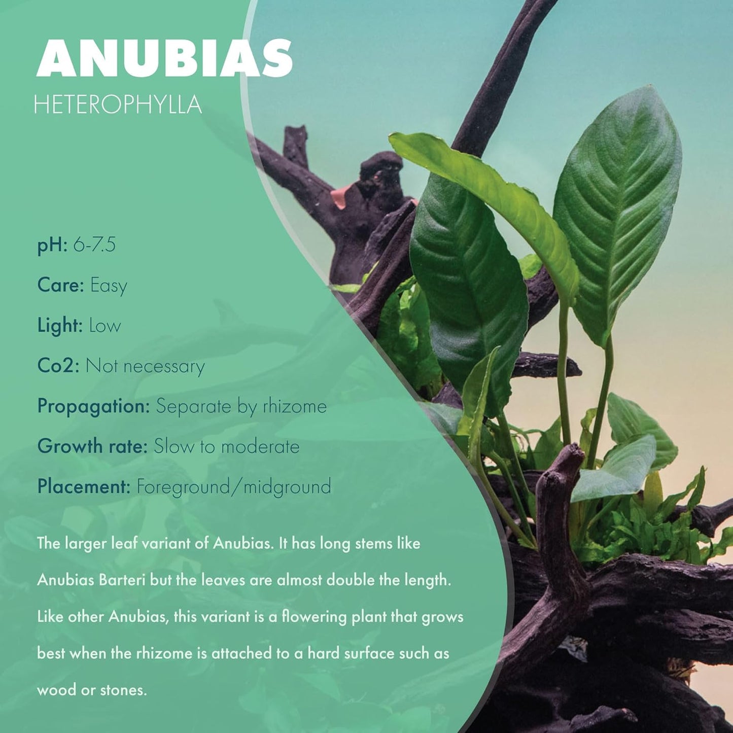 SubstrateSource Anubias Live Aquarium Plants - Potted Freshwater Plant for Fish Tanks, Terrariums - Beginner Friendly Low Light (Heterophylla, Mother Plant)