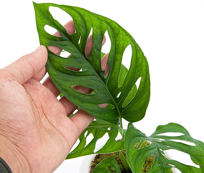 Premium Monstera Acuminata Potting Mix - Hand-Crafted for Optimal Nutrient Absorption by Gardenera - 1 Quart