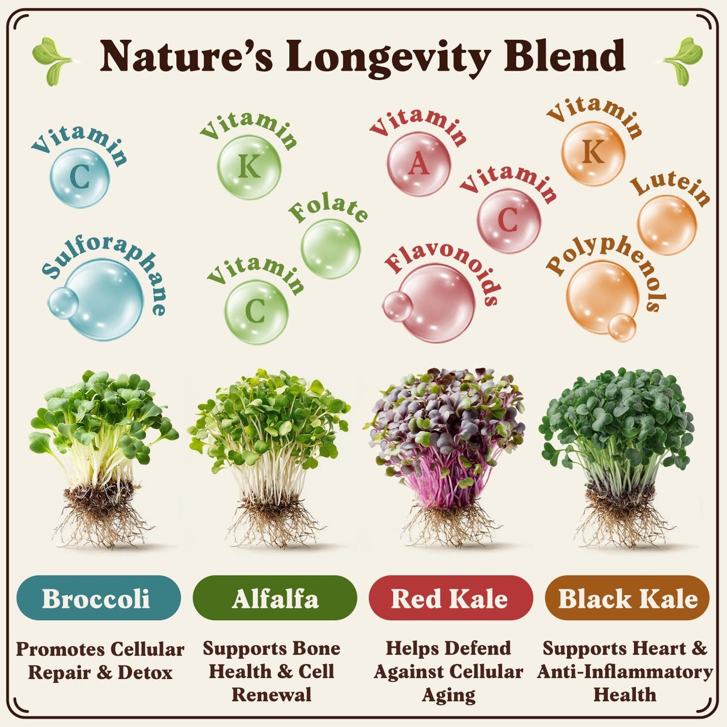 Seedboy Organic Non-GMO Sprouting Seeds, Longevity Blend – USA Grown Microgreens Mix with Broccoli, Red Kale, Black Kale, Alfalfa - 8 oz Bag Makes 6 Quarts / 20 Servings (Longevity Blend)