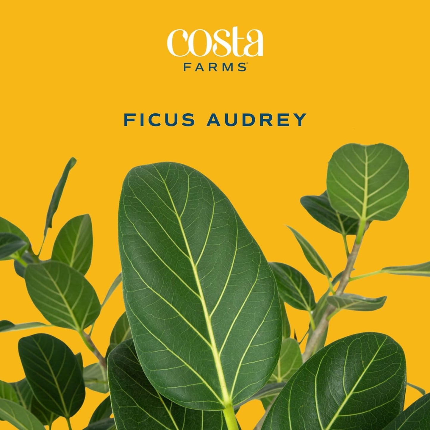 Costa Farms Ficus Audrey Tree Live Plant | 3-4 Ft. Tall Floor Plant | 10-Inch Minimal Decor Pot | Easy to Grow Houseplant & Air Purifying Room, Office, and Home Decor