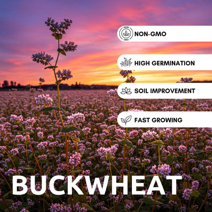 Buckwheat Seeds for Planting - Cover Crop, Grain, Bee Pasture, Pollinator, Wildlife Seed (50 Pounds)