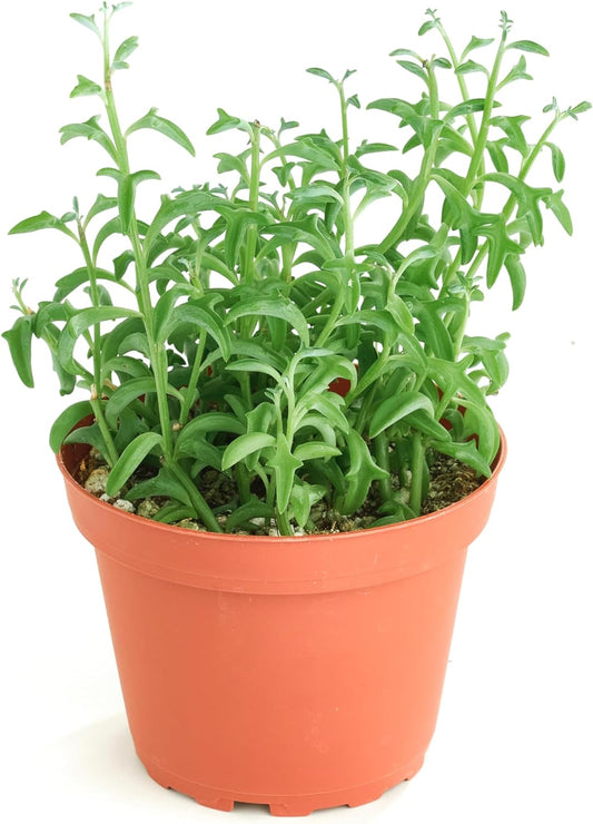 Shop Succulents String of Dolphins Hanging Succulent, Senecio Peregrinus, Fully Rooted Live 4" Succulent Plant, Low Maintenance Indoor Plant, Trailing Succulents, Gift & Garden