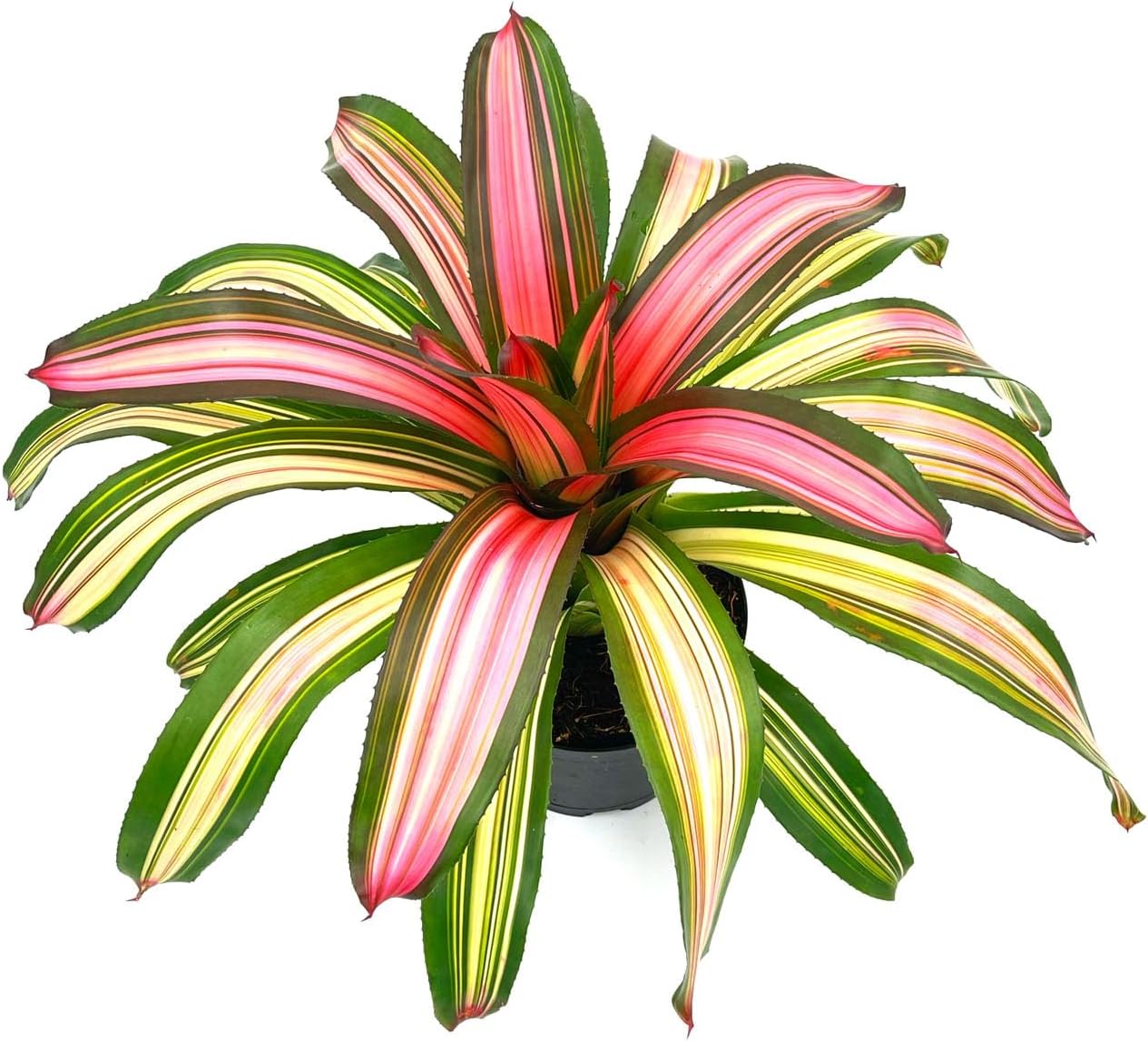 ragnaroc Live Plants – Bromeliad Neoregelia Minerva, 8-12" in 6" Pot - 1ct - Live Arrival Guaranteed - House Plants for Home Decor & Gift