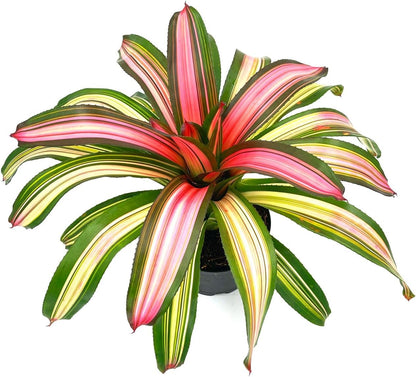ragnaroc Live Plants – Bromeliad Neoregelia Minerva, 8-12" in 6" Pot - 1ct - Live Arrival Guaranteed - House Plants for Home Decor & Gift
