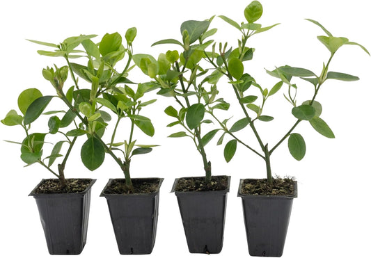 4 Manhattan Euonymus, Live Plants (Euonymus Kiautschovicus ‘Manhattan’) – Evergreen Shrub for