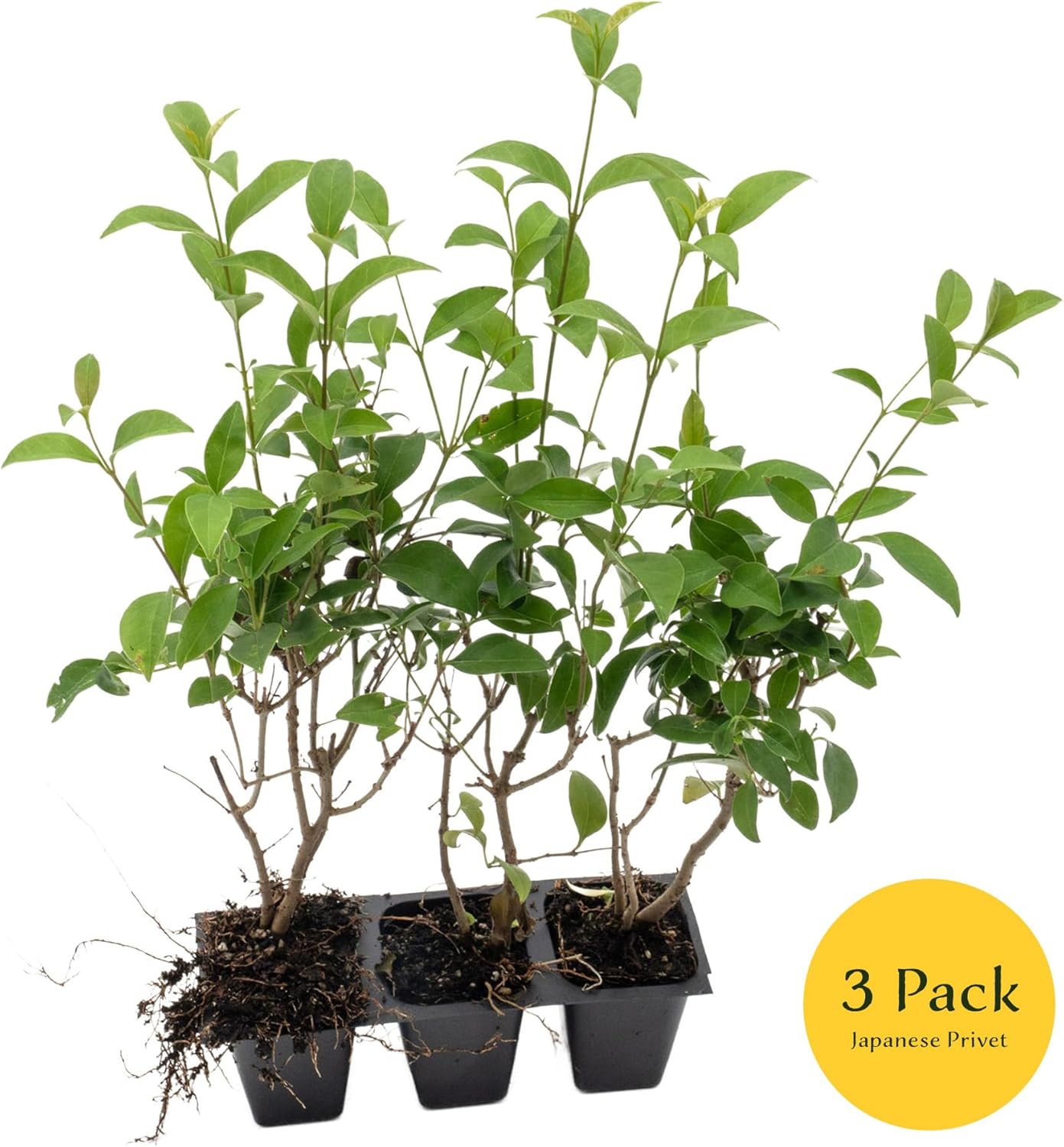 3 Japanese Privet in 2.5" Nursery Cubes | Ligustrum japonicum | Evergreen Shrub for Hedges, Screens & Borders | Ready-to-Plant & Easy-to-Grow Outdoor Live Starter Plants