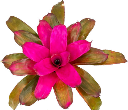 ragnaroc Live Plants – Bromeliad Neoregelia Tatiana, 8-12" in 6" Pot - 1ct - Live Arrival Guaranteed - House Plants for Home Decor & Gift