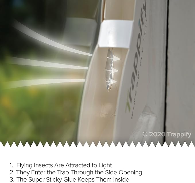 Trappify Fly Trap Indoor: Window Fly Traps for Home | Fruit Fly Traps for Indoors, Gnat Traps for House Indoor | Disposable Fly Trap with Sticky Adhesive Strips | Inside Bug Catchers (8 Pack)