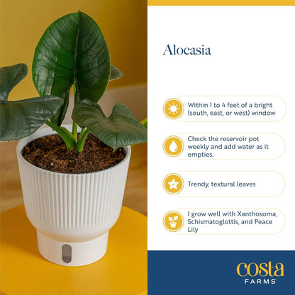 Costa Farms Alocasia Regina Live Plant in Self Watering Pot, Indoor Houseplant, Perfect for Home, Room, or Office Decor, Great House Warming or Birthday Gift, 12-18 Inches Tall