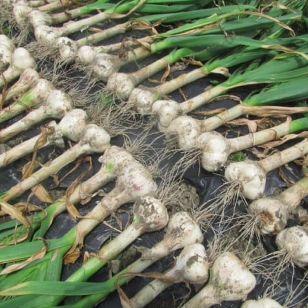 1 Pound Hard Neck Garlic for Planting in Fall, Music Garlic Bulb for Planting, Fresh and High Yield, Cold Hardy, Planting Softneck Hardneck