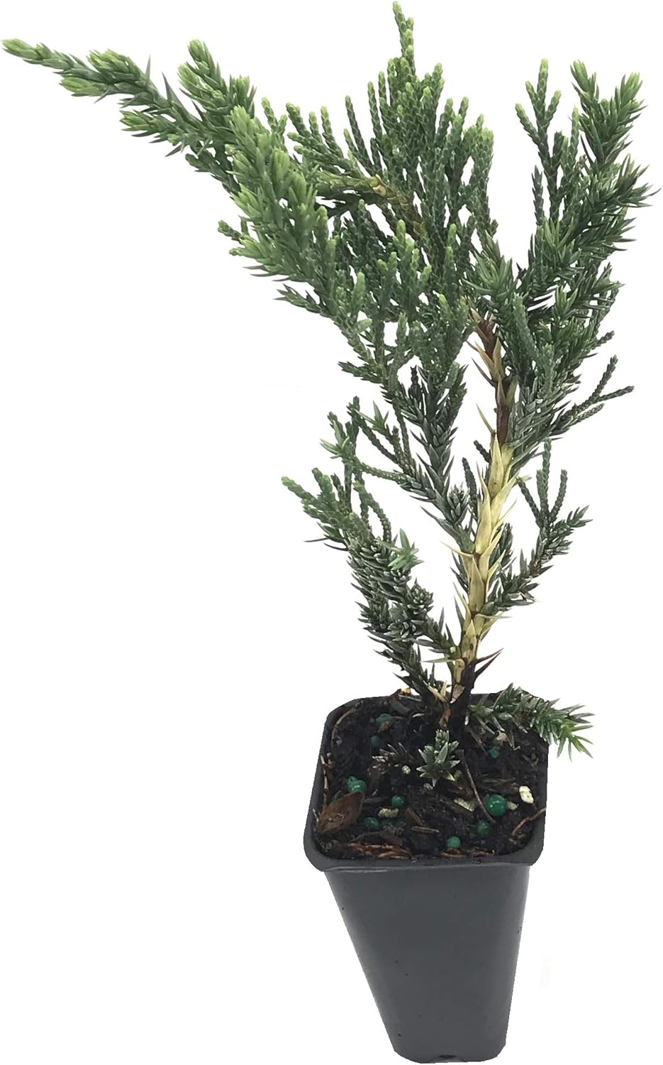 Juniper Parsoni - 10 Live Plants - Juniperus Squamata Expansa Parsons - Drought Tolerant Cold Hardy Evergreen Ground Cover