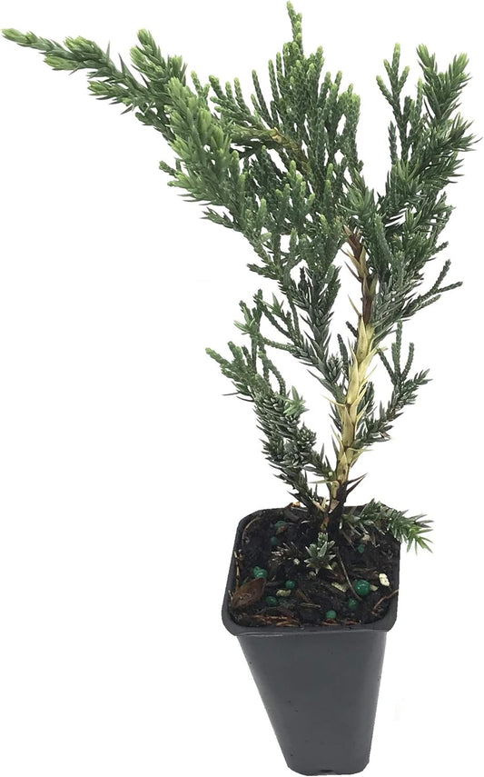 Juniper Parsoni - 3 Live Plants - Juniperus Squamata Expansa Parsons - Drought Tolerant Cold Hardy