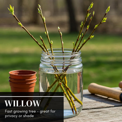100 Hybrid Willow Trees - Fast Privacy Trees or Shade - Space 1-2 Feet Apart - Austree Willow Grow 6-10 Feet Per Year - Privacy Hedge