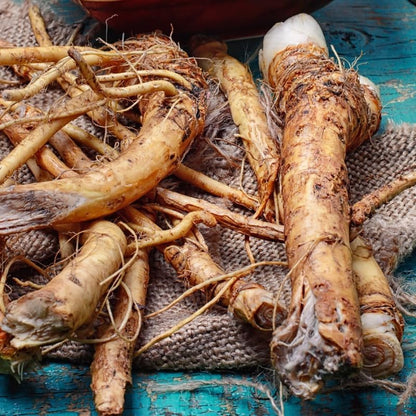 XL Size Horseradish Crown Root Plant, Horseradish Crowns to Plant, Planting Size Roots, No HI