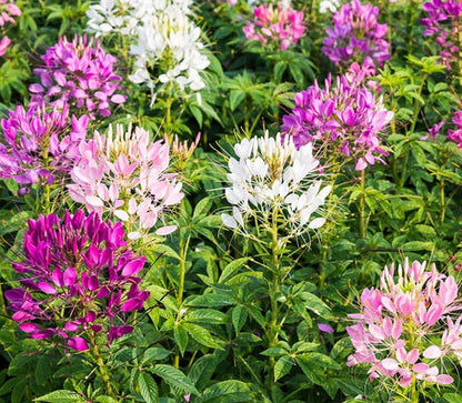 Mauve Queen Cleome - Spider Plants - Nectar Flower for Monarch Butterflies - 1000 Seeds
