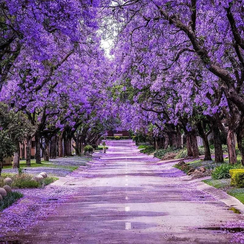 Jacaranda Tree Live Plant, 4 Inch Pot, 6-10 Inch Tall Purple Flowers, Perennial Jacaranda Tree Live Potted