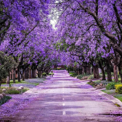Jacaranda Tree Live Plant, 4 Inch Pot, 6-10 Inch Tall Purple Flowers, Perennial Jacaranda Tree Live Potted