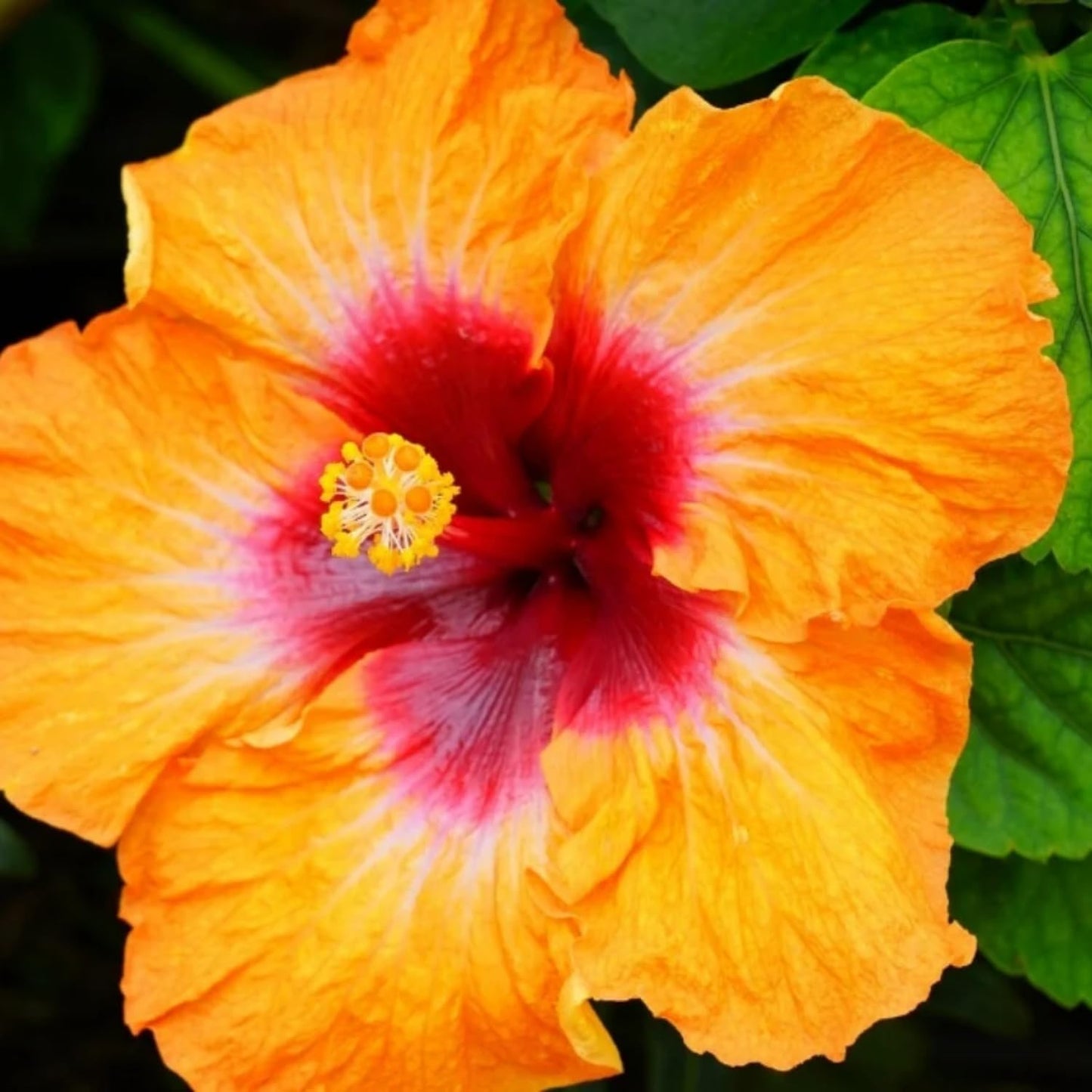 2 Sunset Hibiscus Live Plants, Clump 8-12” Tall, Hardy Hibiscus Plants Live, Hibiscus Trees Flowering Shrub