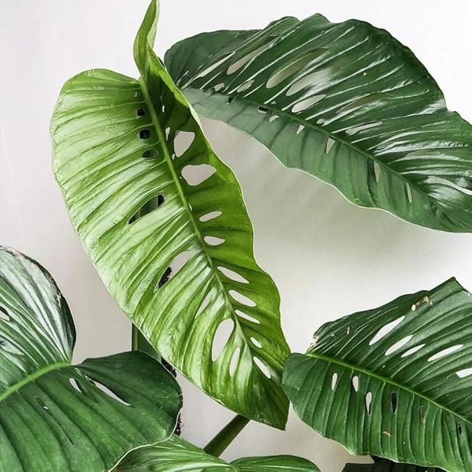 Monstera Lechleriana Schott Potting Mix - Retains Moisture and Enhances Root Growth - 5 Quart