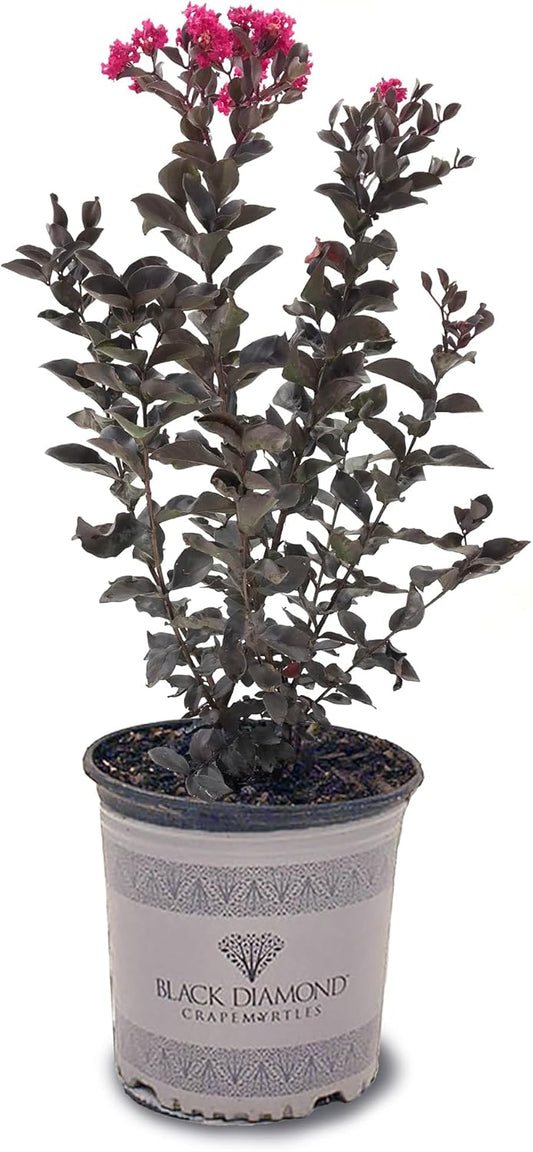American Plant Exchange Black Diamond Mystic Magenta Crape Myrtle Tree Live, 3-Gallon Pot, 1-2ft Tall, Vibrant Pink Flowers, Drought-Tolerant, Large Outdoor Landscape Accent, Year-Round Beauty