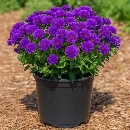 Perennial Farm Aster Novae-Angliae 'Grape Crush' (New England Aster) – Live Perennial in #1 Container, Deep Purple Blooms, Upright Habit, Pollinator Friendly, Great for Borders & Meadow Gardens