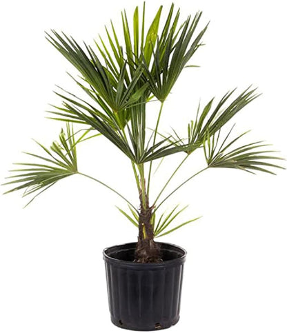 American Plant Exchange Windmill Palm Tree – 10-Inch with Pot – Live Chusan Palm Plant, Cold Hardy Tropical Tree for Home, Patio, or Garden Landscape Decor
