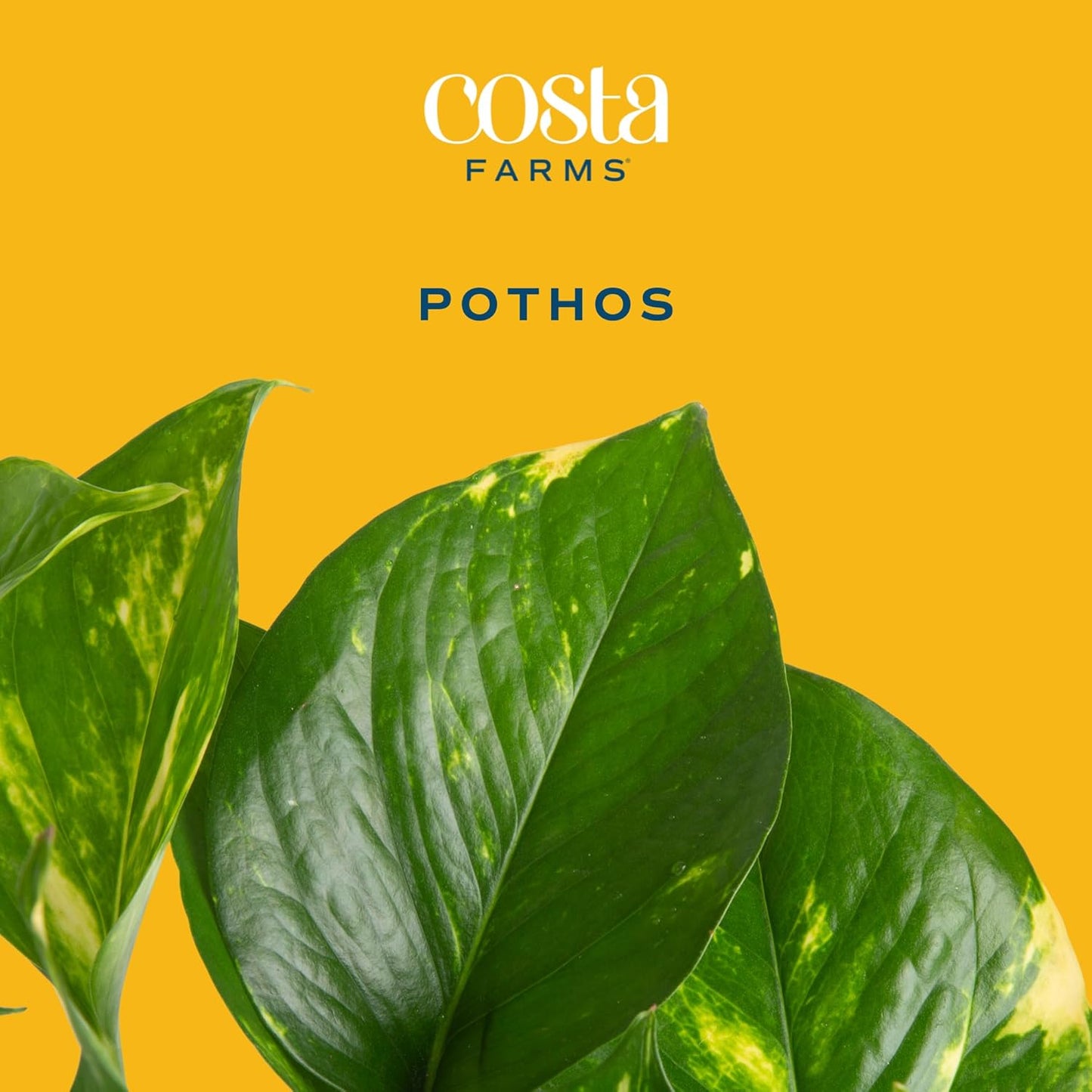 Costa Farms Live Pothos Plant, Easy to Grow Vining Houseplant in Cute Décor Planter, Housewarming Gift, Room Decor, 10-12 Inches Tall