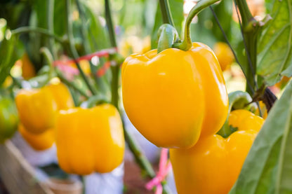 Sweet Bell Pepper Seeds Collection – 4 Colorful Varieties: Big Red, Giant Green, Orange Horizon & Yellow Sunbright – Non-GMO Heirloom Vegetable Seeds for Planting Indoors & Outdoors.