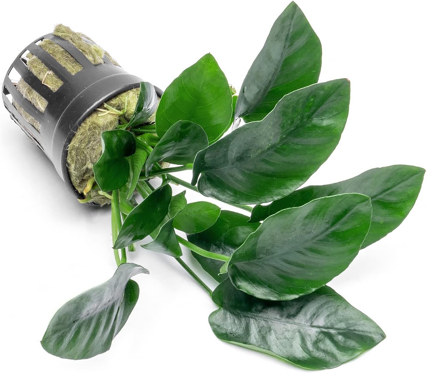 SubstrateSource Anubias Live Aquarium Plants - Potted Freshwater Plant for Fish Tanks, Terrariums - Beginner Friendly Low Light (Nana, 1 Pot)