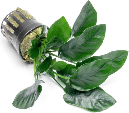 SubstrateSource Anubias Live Aquarium Plants - Potted Freshwater Plant for Fish Tanks, Terrariums - Beginner Friendly Low Light (Nana, 1 Pot)