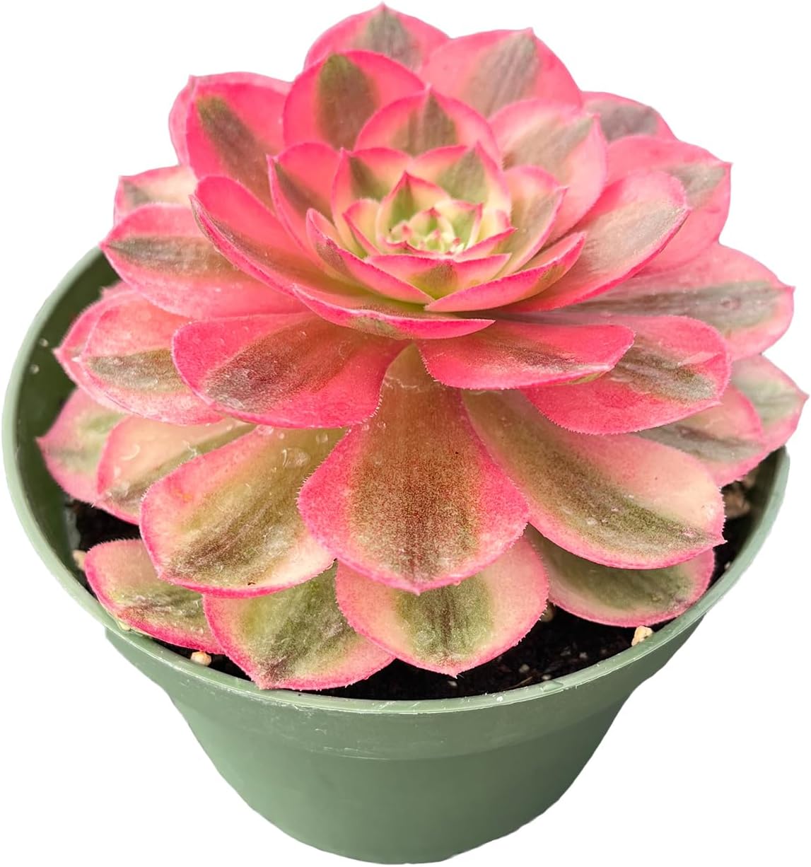 Live Succulent Plants Aeonium 'Halloweens' VAR., Easy Care Potted Succulents, Approx 4" D x 9" H, Indoor Houseplant, Unique Gifts, Home Office Décor
