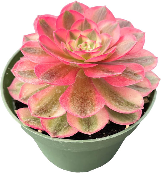 Live Succulent Plants Aeonium 'Halloweens' VAR., Easy Care Potted Succulents, Approx 4" D x 9" H, Indoor Houseplant, Unique Gifts, Home Office Décor