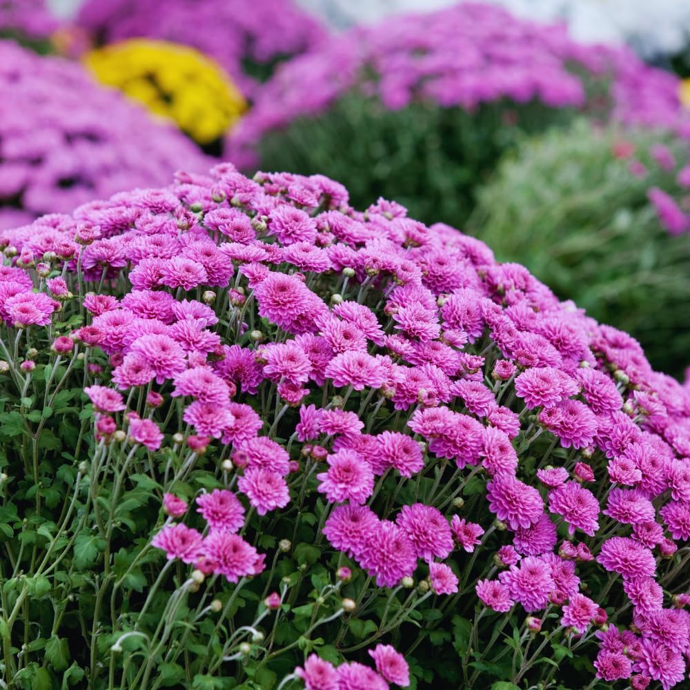 Chrysanthemum Plants Live Tree Well Rooted, 4 to 6 Inches Tall, Mums Plants Live, 2 Plants for The Patio and Garden (Purple)