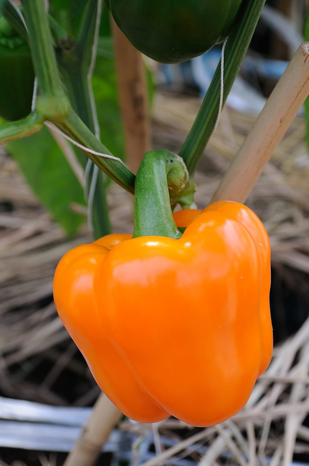 Sweet Bell Pepper Seeds Collection – 4 Colorful Varieties: Big Red, Giant Green, Orange Horizon & Yellow Sunbright – Non-GMO Heirloom Vegetable Seeds for Planting Indoors & Outdoors.