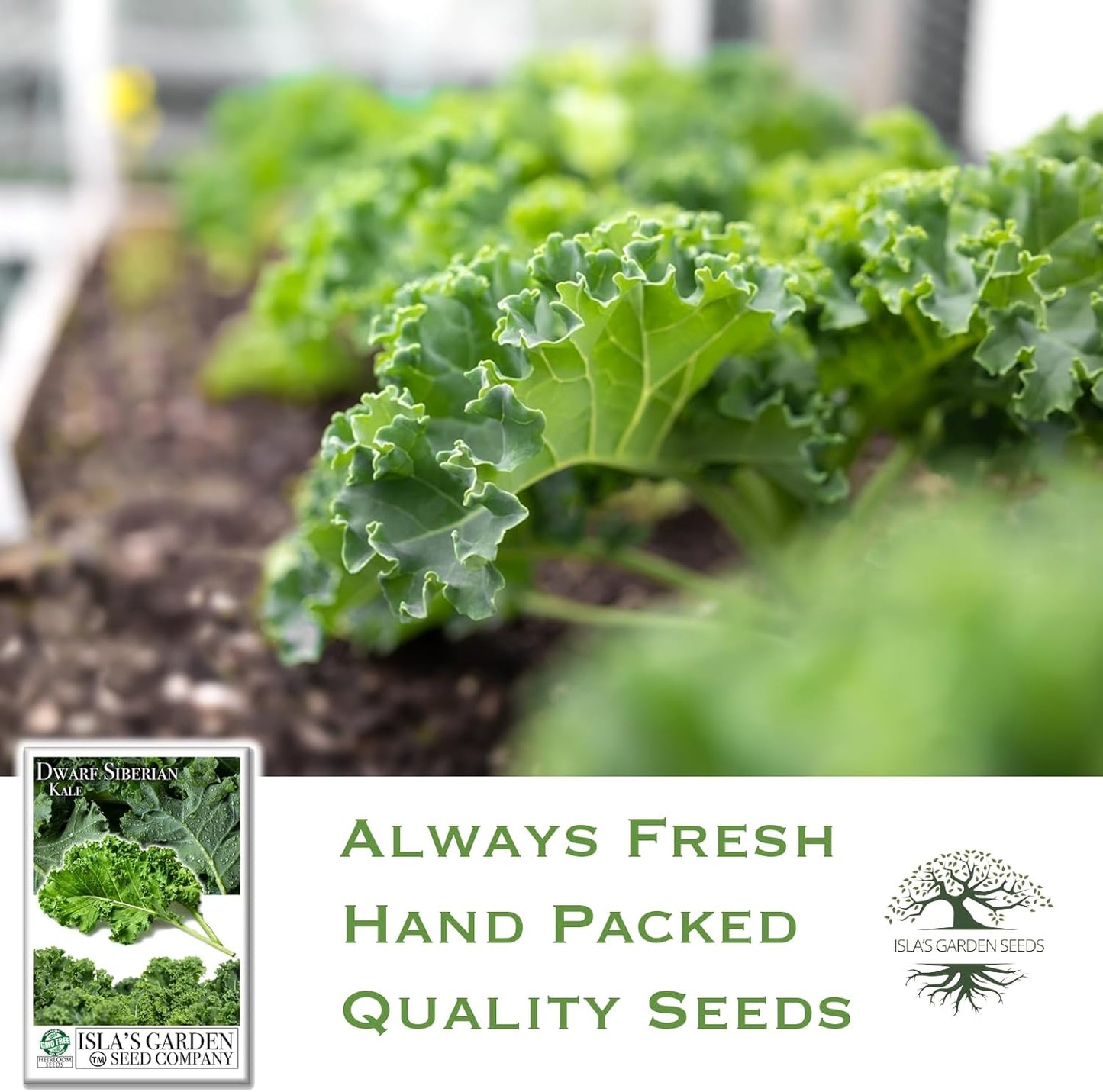 Dwarf Siberian Kale Seeds (Brassica oleracea) – 500+ Non-GMO & Heirloom Seeds for Planting, Cold-Hardy Leafy Green with Tender, Flavorful Leaves, by Isla’s Garden Seeds, Gift Idea