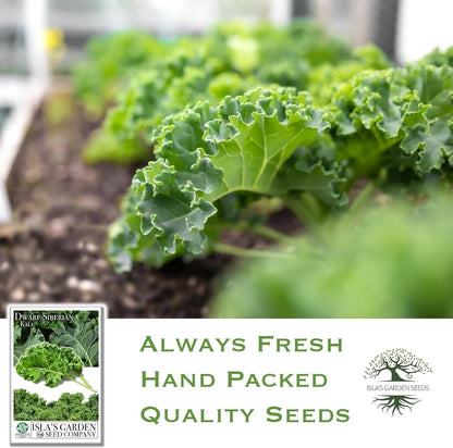 Dwarf Siberian Kale Seeds (Brassica oleracea) – 500+ Non-GMO & Heirloom Seeds for Planting, Cold-Hardy Leafy Green with Tender, Flavorful Leaves, by Isla’s Garden Seeds, Gift Idea