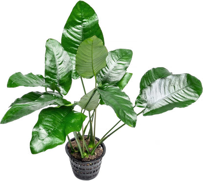 SubstrateSource Anubias Live Aquarium Plants - Potted Freshwater Plant for Fish Tanks, Terrariums - Beginner Friendly Low Light (Barteri, Mother Plant)